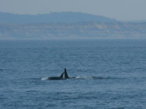 K-20 Spock & K-38 Comet