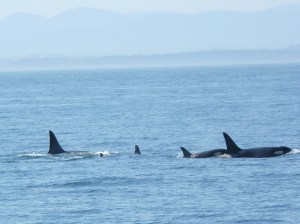 2009 June 26 Orcas & Minkes 013