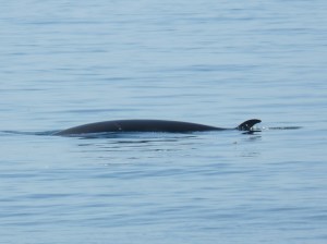 Minke Whale