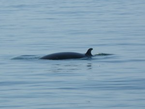 Minke Whale