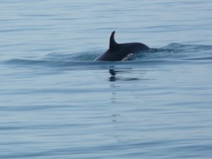 Minke Whale