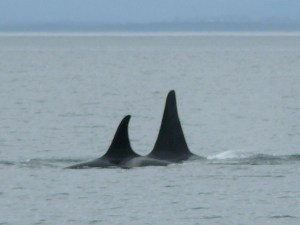 J-16 Slick & son J-26 Mike J-16 Slick & son J-26 Mike