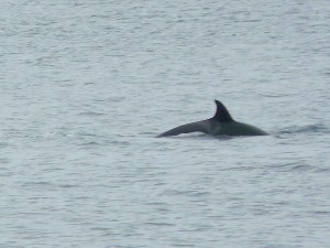 L-105 Fluke L-105 Fluke