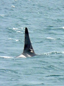 L-78 Gaia - marks on dorsal fin