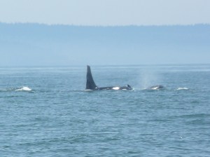 J-2 Granny Leading J-1 Ruffles