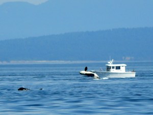 And Another J-Pod Breach (Bet they were surprised!!)