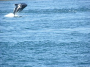 K-21 Cappuccino Breach!