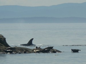 T-19B Hunting Harbor Seals