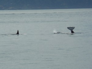 Transient Killer Whale Headstand