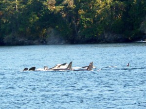 Upside Down Swimming!