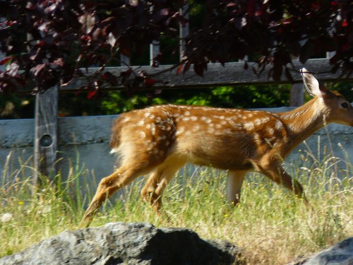 2012-7-24 Deer