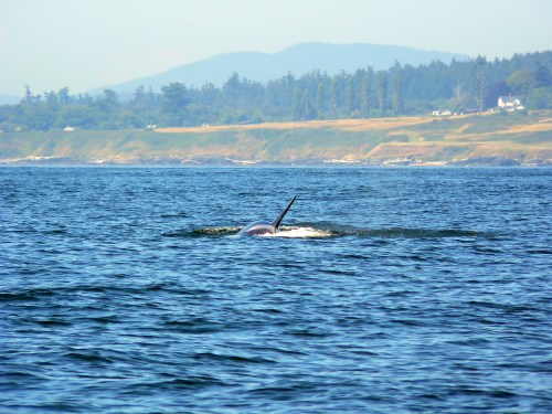 2013-7-8 SRKW SuperPod +3 hours 014