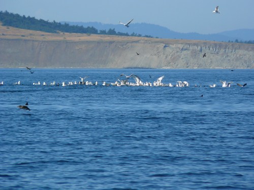 2013-7-8 SRKW SuperPod +3 hours 024