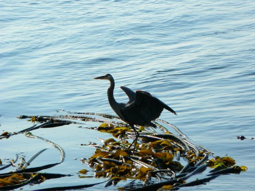 Regal Great Blue Heron- What's all the fuss? :)