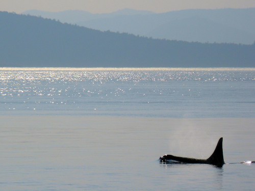 L-87 Onyx 22 year old male orphan adopted by J-2 estimated 103 year old Granny!