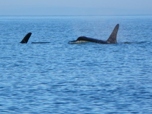 2014-10-5 SRKW Orcas Hein Bank 011