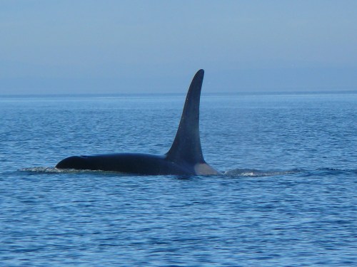 2014-10-5 SRKW Orcas Hein Bank 012