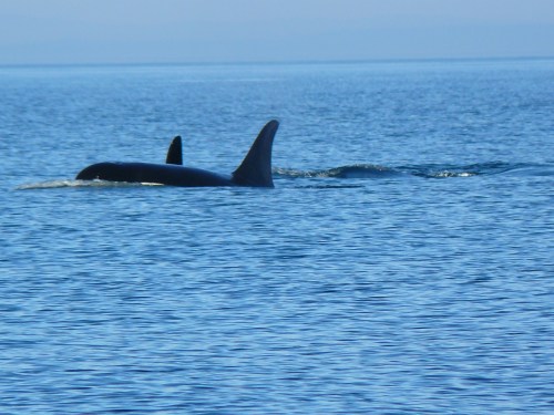 2014-10-5 SRKW Orcas Hein Bank 014