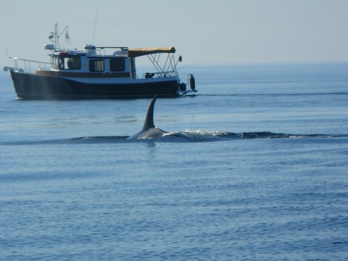 2014-10-5 SRKW Orcas Hein Bank 020