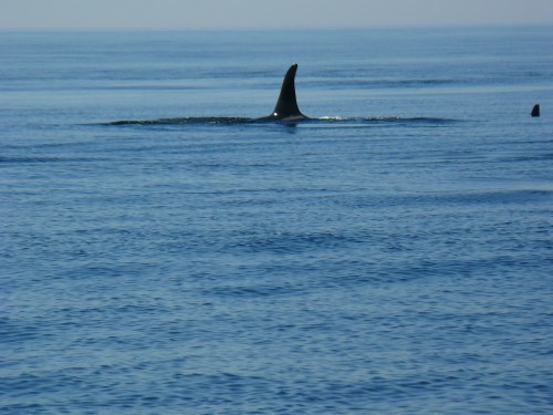 2014-10-5 SRKW Orcas Hein Bank 021