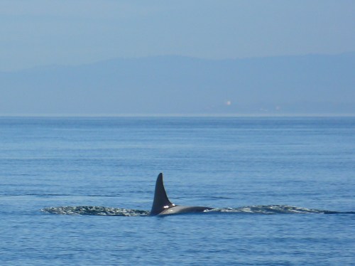 2014-10-5 SRKW Orcas Hein Bank 032