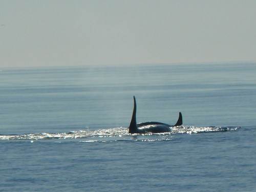 2014-10-5 SRKW Orcas Hein Bank 034