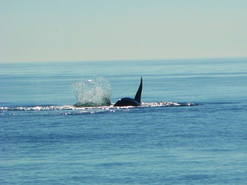 2014-10-5 SRKW Orcas Hein Bank 035