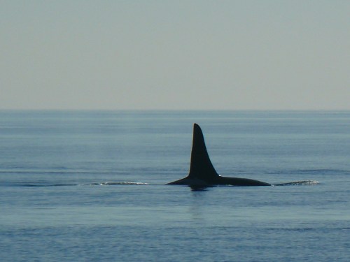 2014-10-5 SRKW Orcas Hein Bank 036