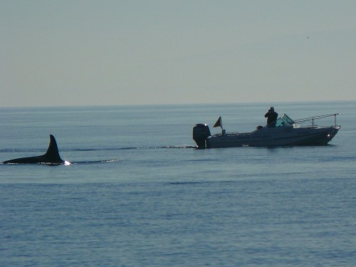 2014-10-5 SRKW Orcas Hein Bank 037