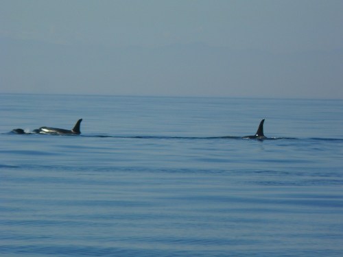 2014-10-5 SRKW Orcas Hein Bank 040