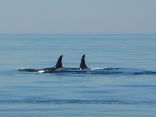 2014-10-5 SRKW Orcas Hein Bank 041