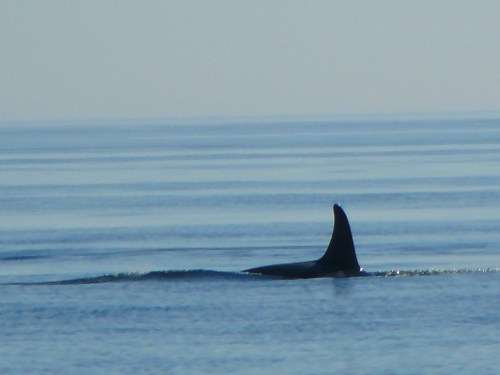 2014-10-5 SRKW Orcas Hein Bank 047