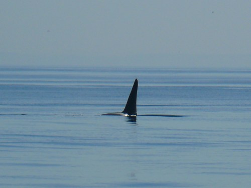 2014-10-5 SRKW Orcas Hein Bank 053