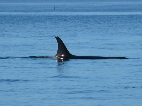 2014-10-5 SRKW Orcas Hein Bank 061