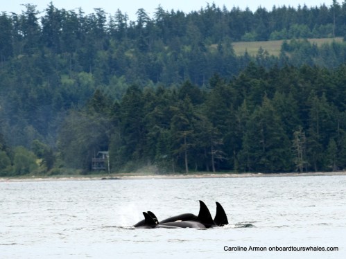2016-5-21 Bigg's-Transient Killer Whales