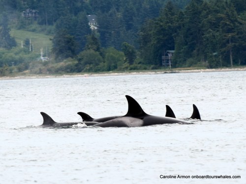 2016-5-21 Bigg's-Transient Killer Whales