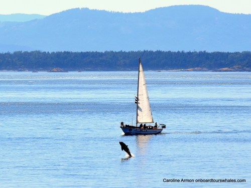 2016-6-5 Orca Lpodder