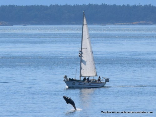 2016-6-5 Orca Lpodder