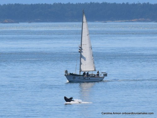 2016-6-5 Orca Lpodder