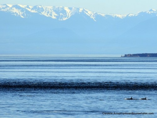 2016-6-5 Orca Lpodders