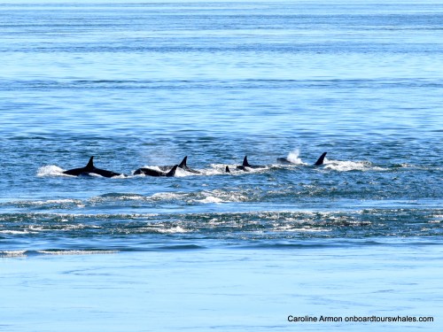 2016-6-5 Orca Lpodders