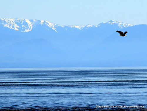 2016-6-5 Bald Eagle Olympic Mountains