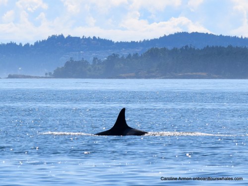 Grand Matriarch J2 Granny