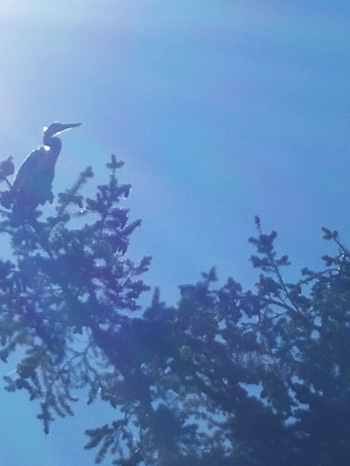 2016-7-14-great-blue-heron-in-tree-anacortes-ship-harbor