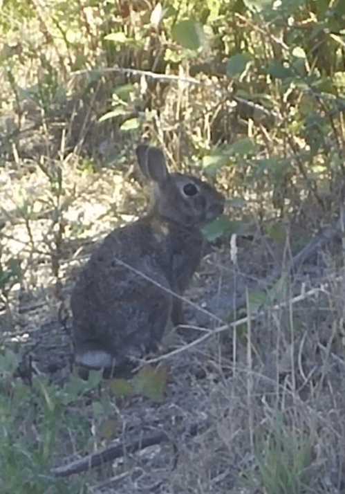 2016-7-26-rabbit-anacortes-ship-harbor