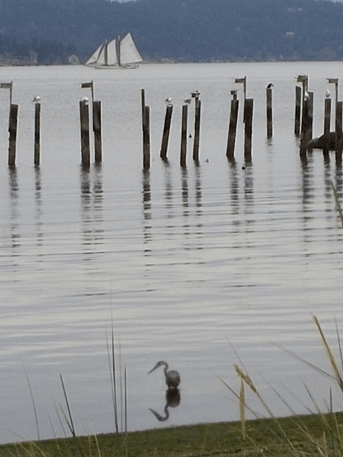 2016-8-9-anacortes-ship-harbor