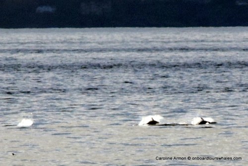 Pacific white-sided dolphins