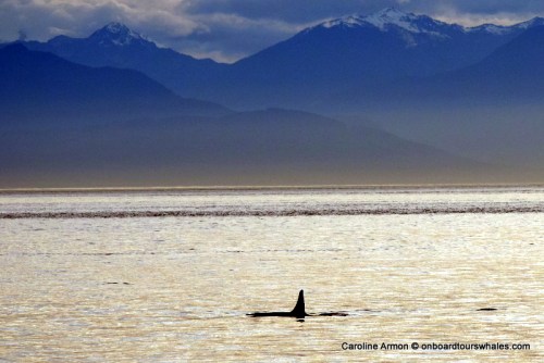 L41 Mega oldest male at 39 years old